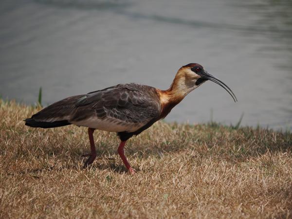 Geelhalsibis (Theristicus caudatus)